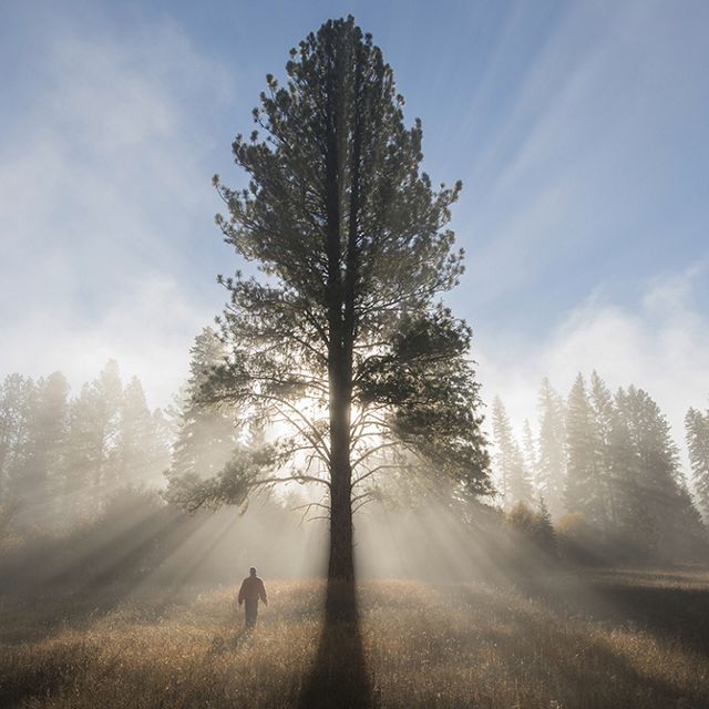 Steven Gnam walks in a foggy meadow beneath a giant ponderosa pine tree in the project area.
