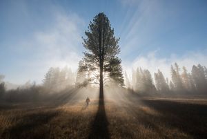 Person stands in field under tree. 