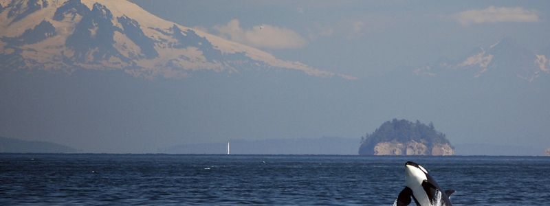 An orca breaches out of the ocean with a large mountain in the background.