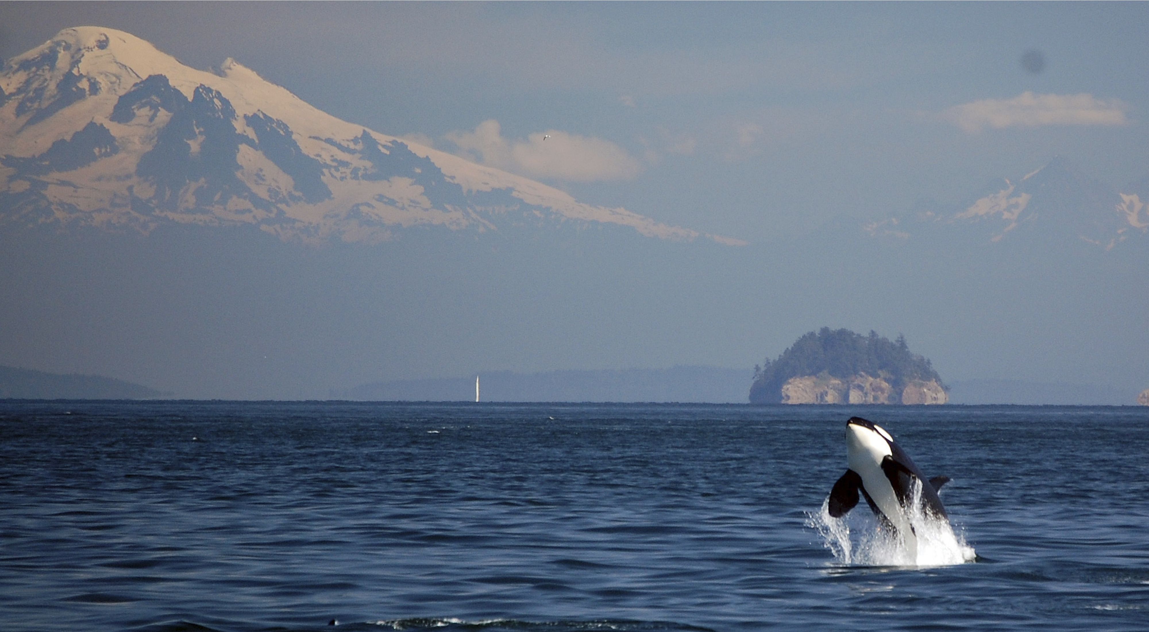 Breaching orca near the San Juan Islands, Washington. 