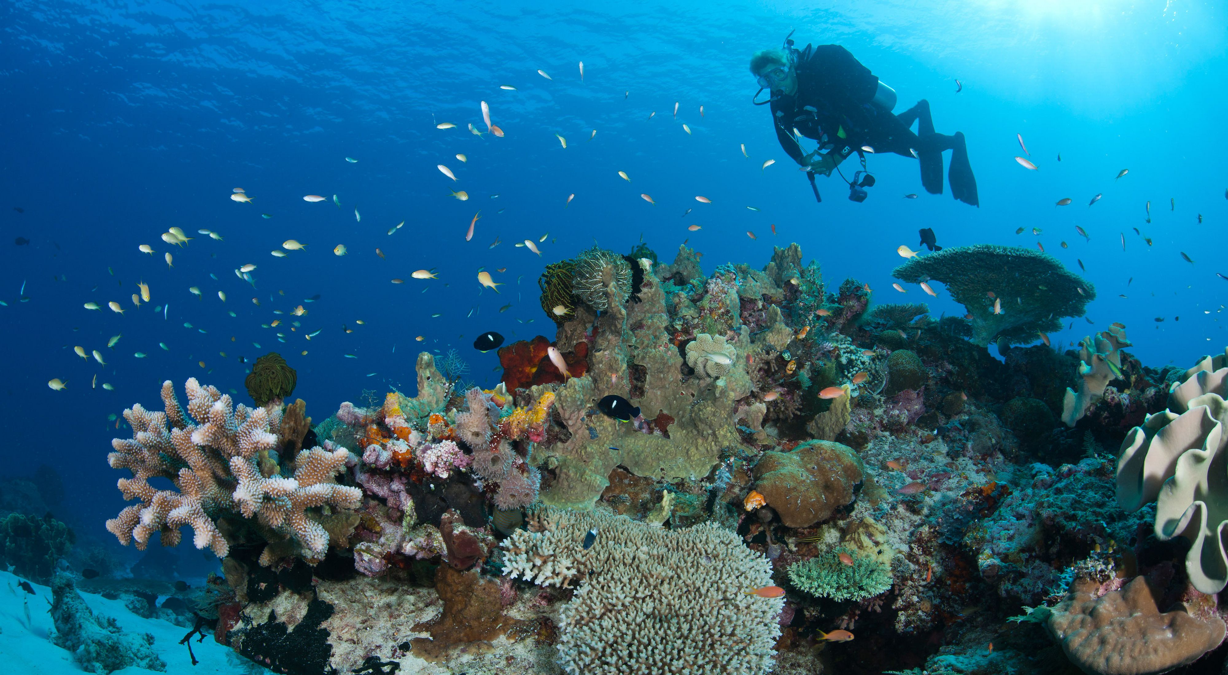 Buzo nadando cerca de arrecifes de coral bajo el agua.