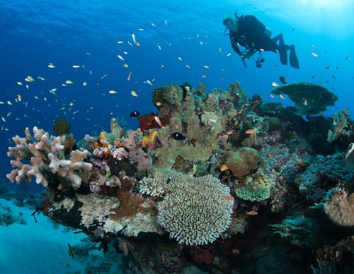 A scuba diver swims among fish and coral reefs near the Maluku Islands.