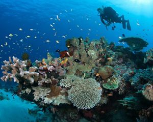 A scuba diver swims among fish and coral reefs near the Maluku Islands.