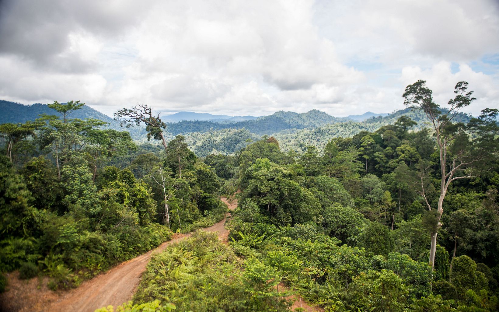 MIENTRAS NO HAY PANACEA, RIL-C tiene un enorme potencial para conciliar los objetivos económicos y ambientales. Un mundo con más bosques es un buen augurio para las personas y la naturaleza por igual. © Nick Hall