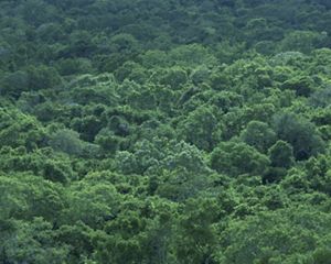 View of dense forest in the Mexican state of Campeche.