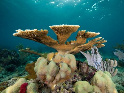Healthy Hard Corals, photographed underwater in the protected marine park, Parque Nacional del Este. 