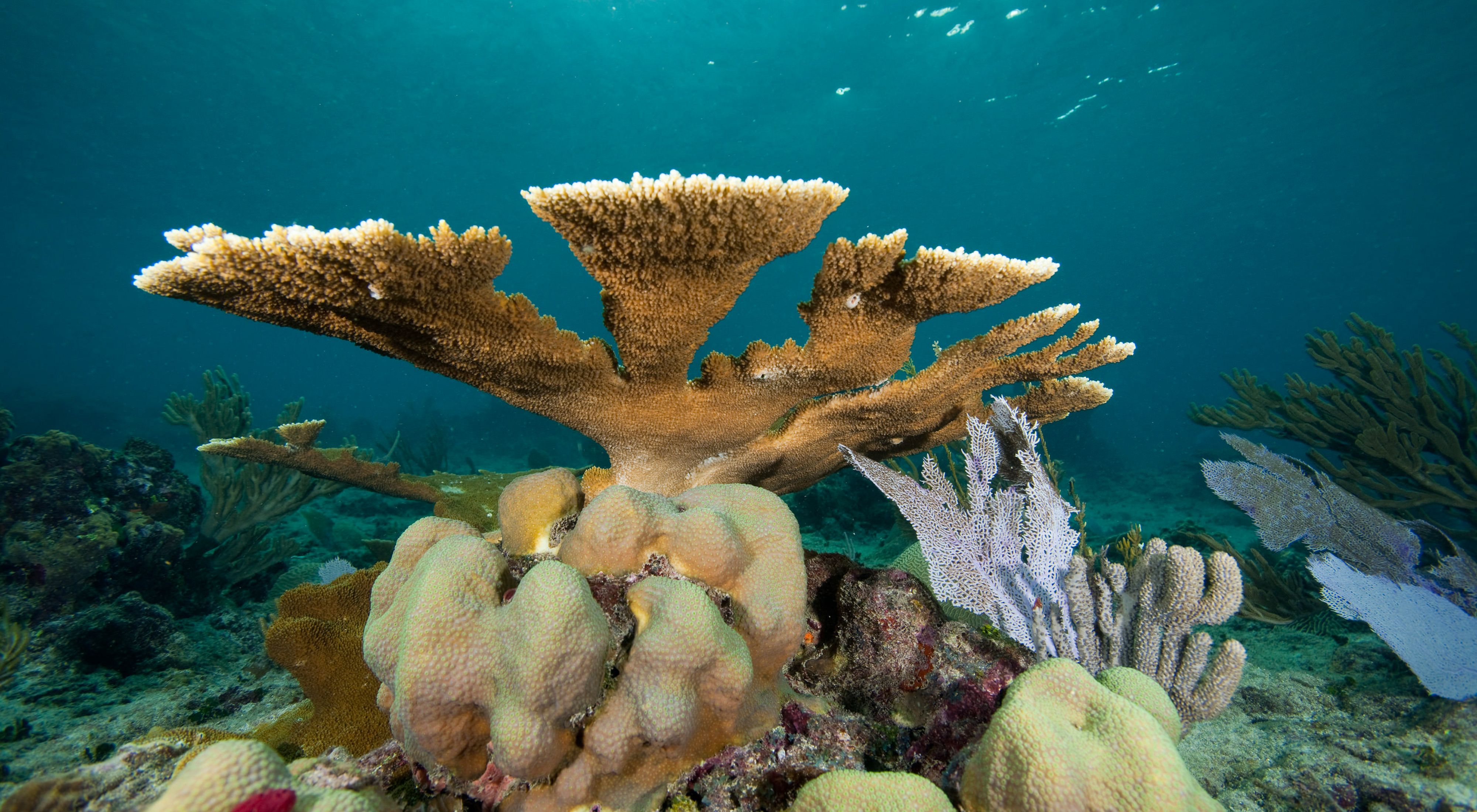Corals in Dominican Republic.