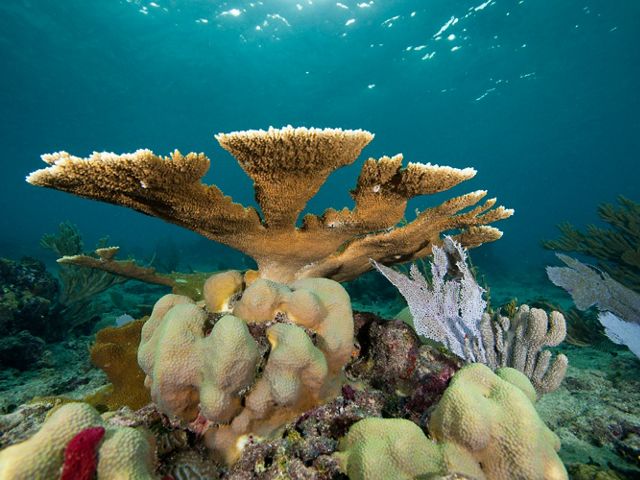Vista submarina de arrecifes de coral