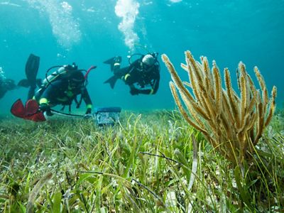 Lobster fishermen collect live lobsters in Ascencion Bay off the coast of the Sian Ka’an Biosphere Reserve in Quintana Roo, Mexico. Gerardo Velazquez Cruz (in hat and t-shirt) is a member of Pescadores de Vigia Chico, a fishing cooperative in Punta Allen.
