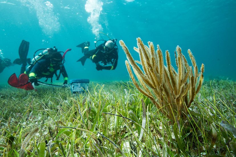 Two scuba divers float over a seagrass meadow towards a coral practicing skills for post-storm rapid response activities.