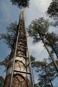 Stacked ladders snake up the side of a longleaf pine tree. A man is barely visible at the top, obscured by pine needles; as he removed a woodpecker chick for banding.