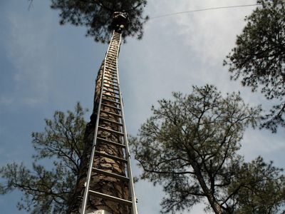 Dr. Bryan Watts of the Center for Conservation Biology climbs to a red-cockaded woodpecker cavity to remove chicks for banding.