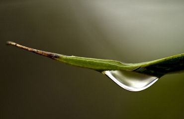 A drop of water is hanging off a plant, about to drop to the ground.