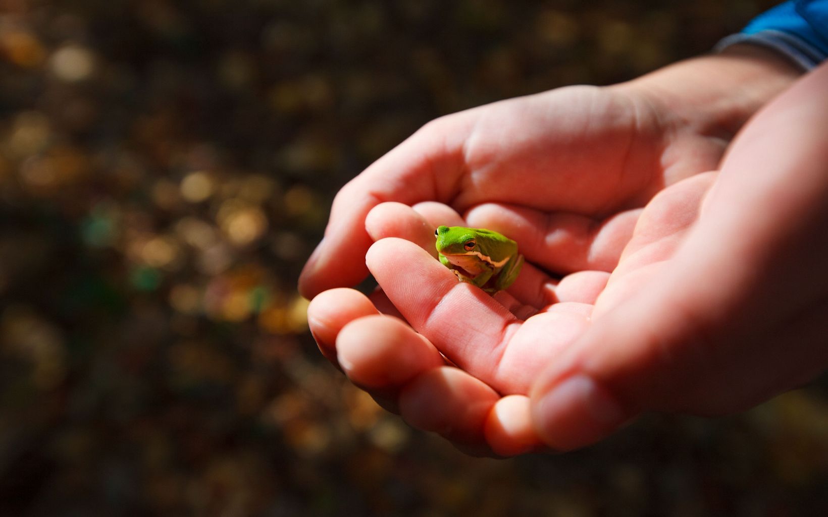 Closeup of hands holding a tiny green frog.