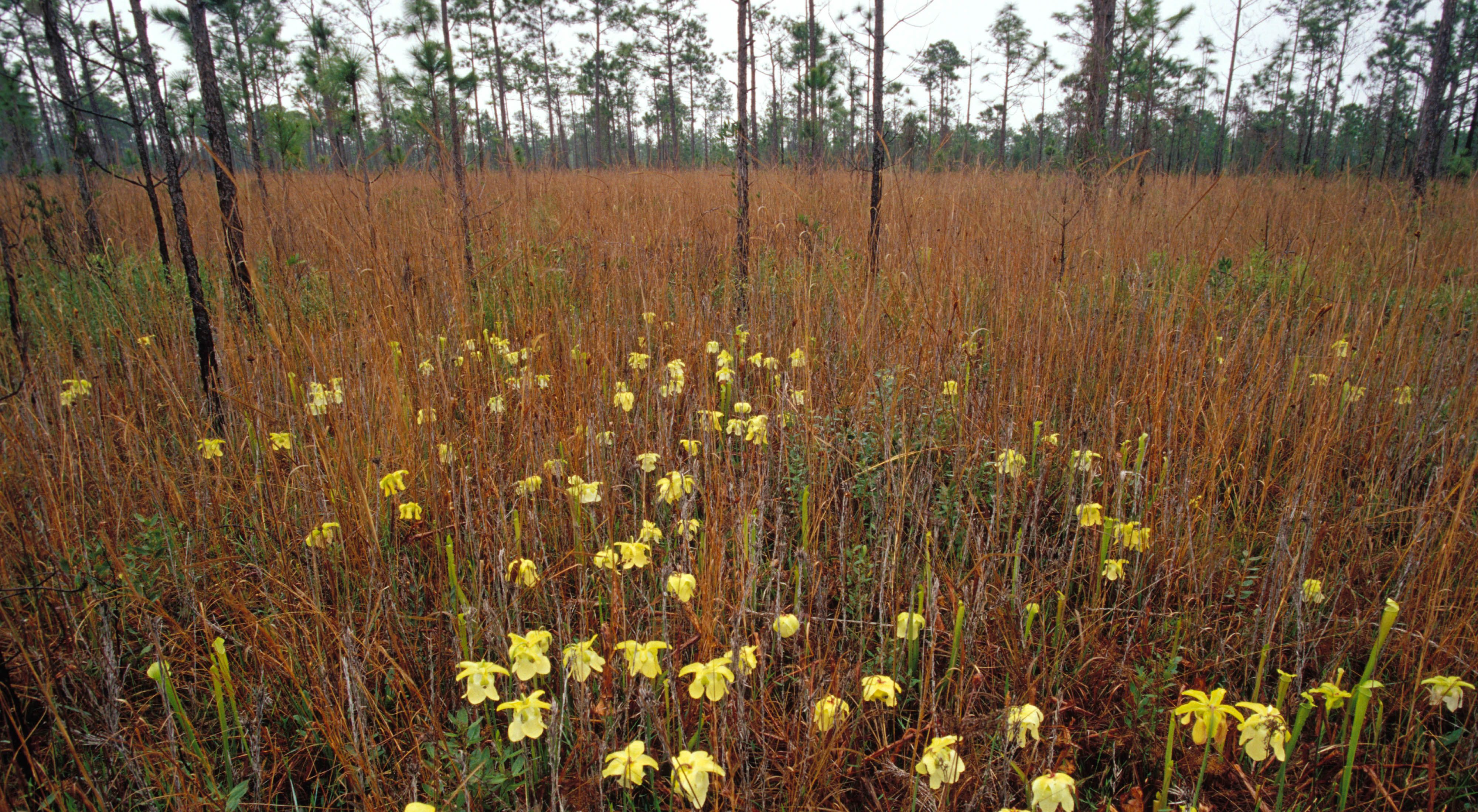 April 2002. Longleaf pine forest burned May 2001 with winged pitcher plant in foreground. Grand Bay Savanna in Mississippi/Alabama.