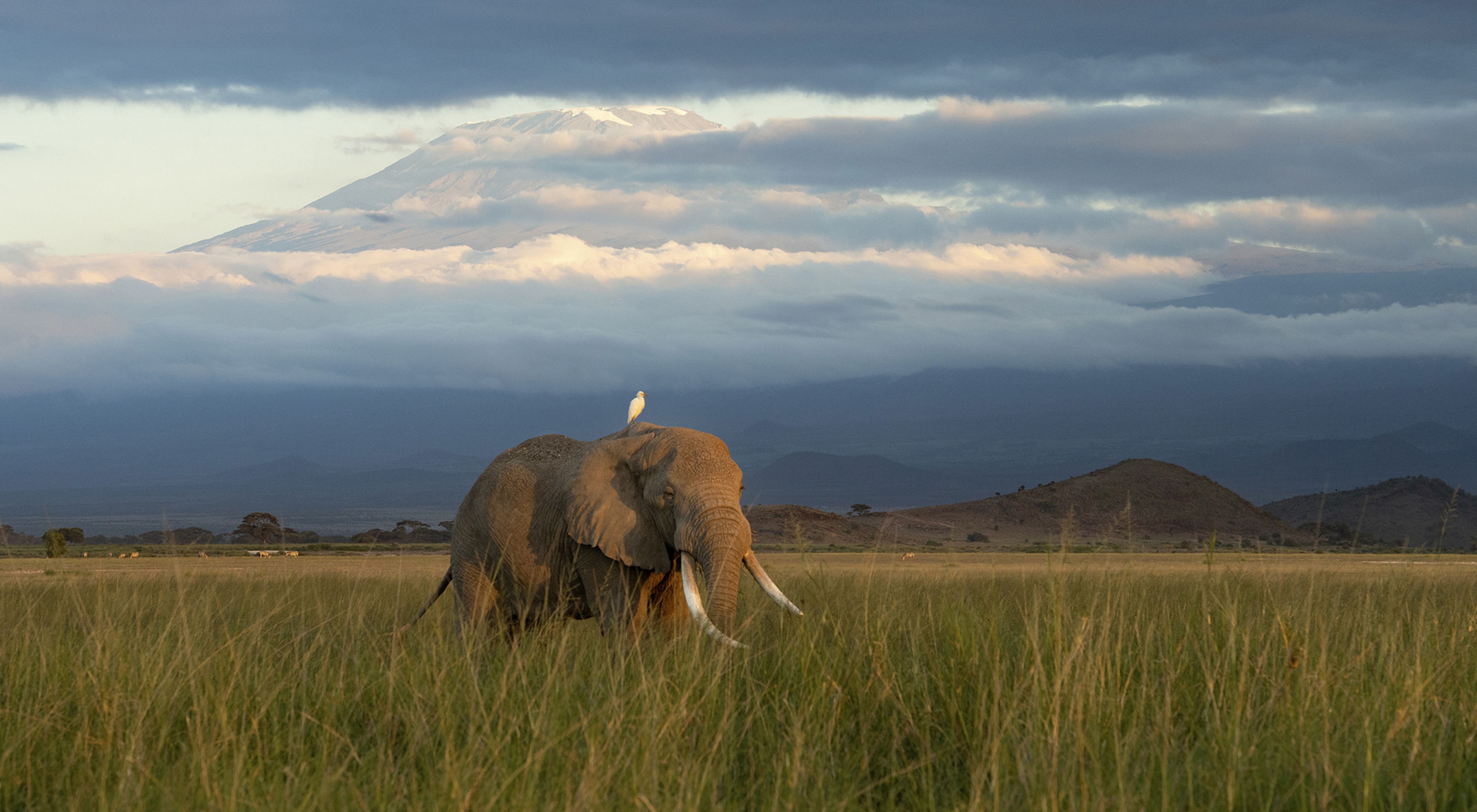 Elephant walking through field with Kilimanjaro in background
