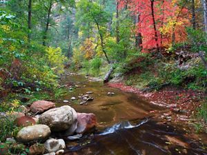 A creek flowing through a brightly colored forest.