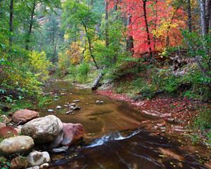 A creek flowing through a brightly colored forest.