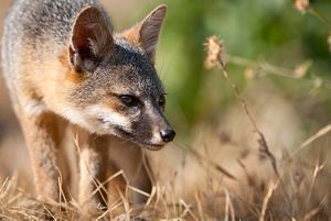 Santa Cruz Island Fox Facts Conservation Information