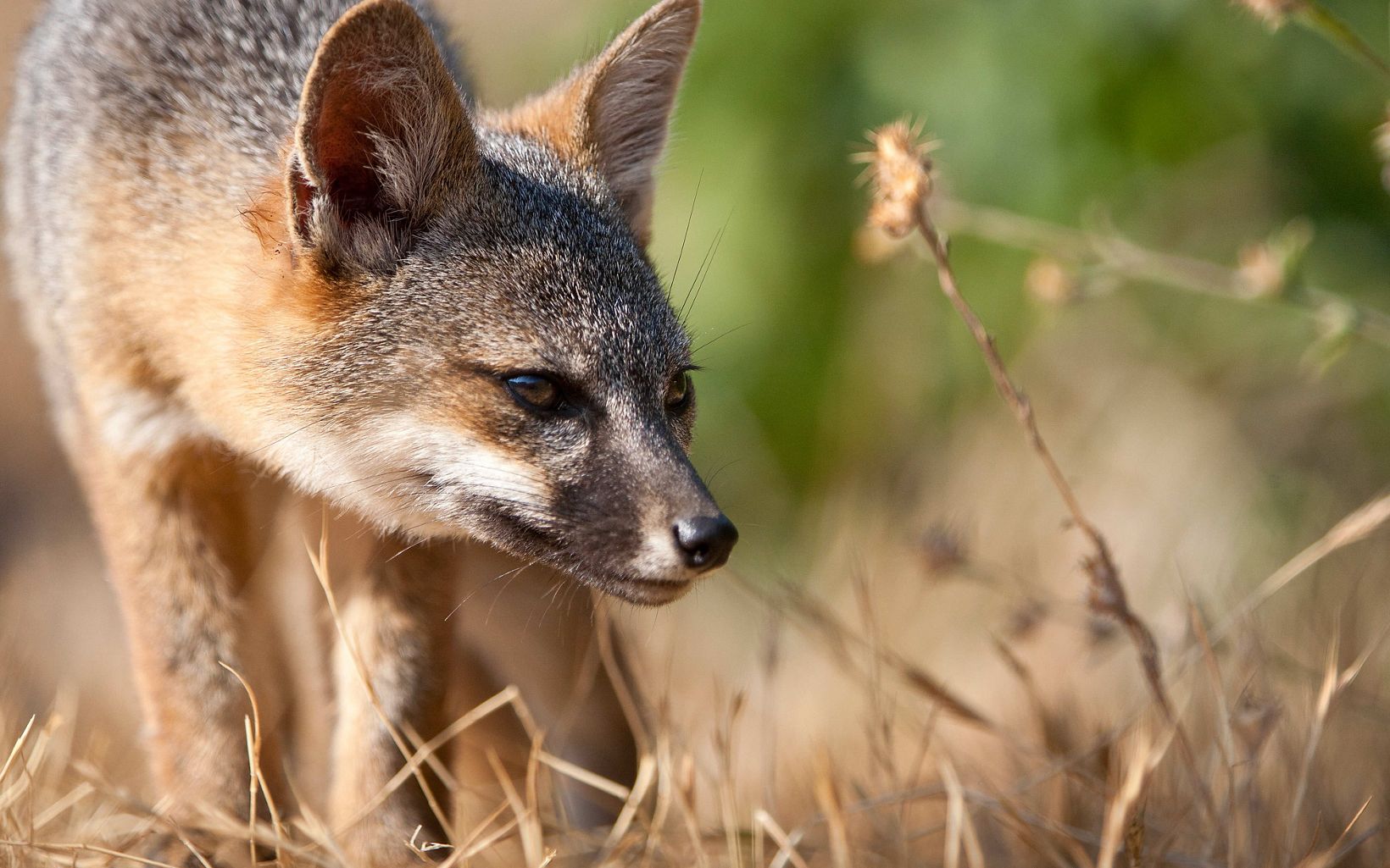 Channel Island Fox in Channel Islands National Park, California. The island fox is an ICUN Red List endangered species. © Ian Shive
