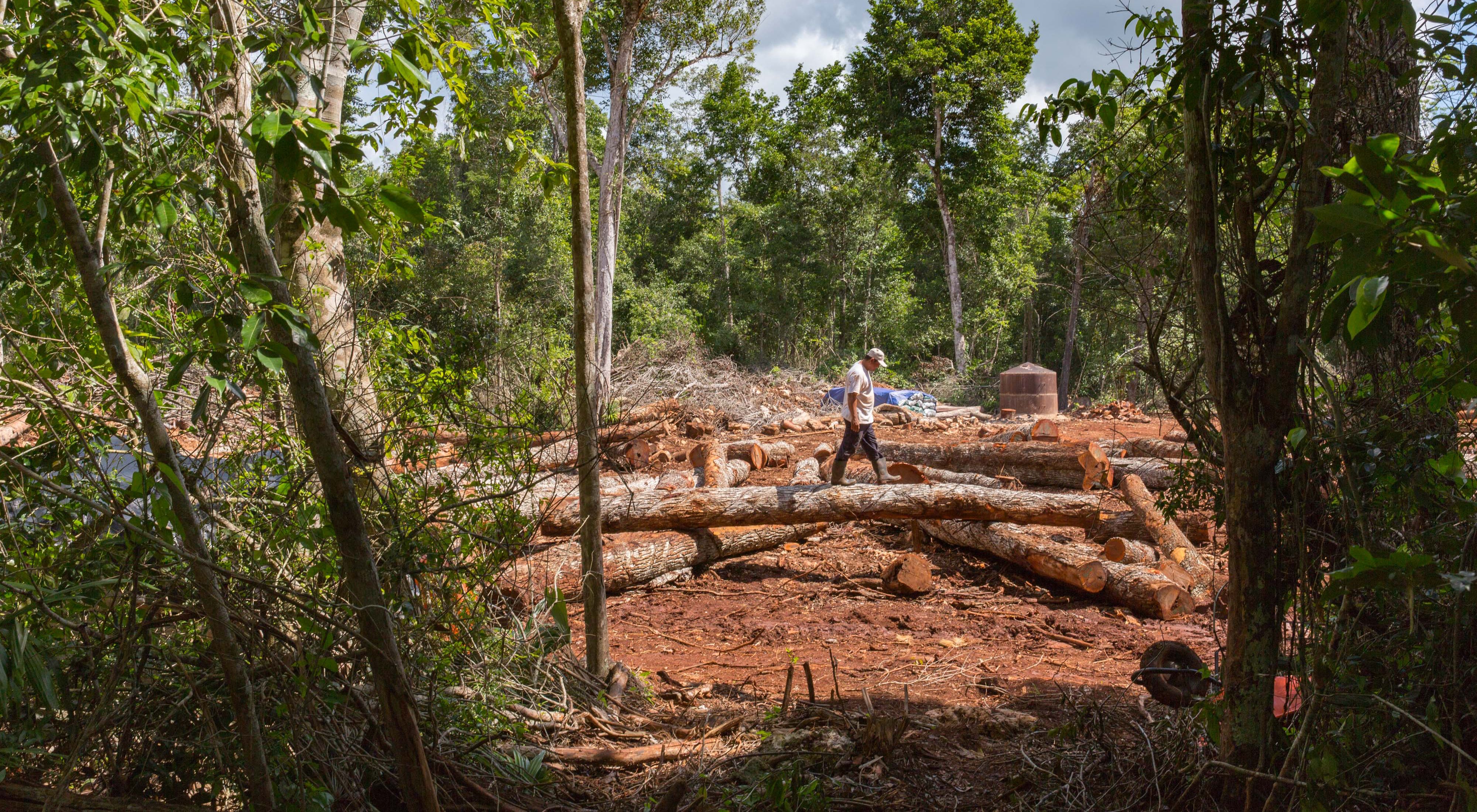 Manuel Reyes Estate camina los troncos de Chico Zapote que serán transportados después de ser cortados en el bosque tropical de Noh Bec, Quintana Roo.