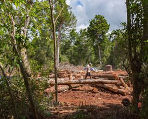 A man walks Chico Zapote logs waiting to be hauled off.