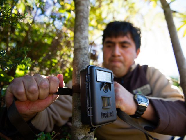 Erwin Ovando, uno de los guardias del parque de la Reserva Costera Valdiviana, coloca una cámara remota para captar presencia del Pudú.