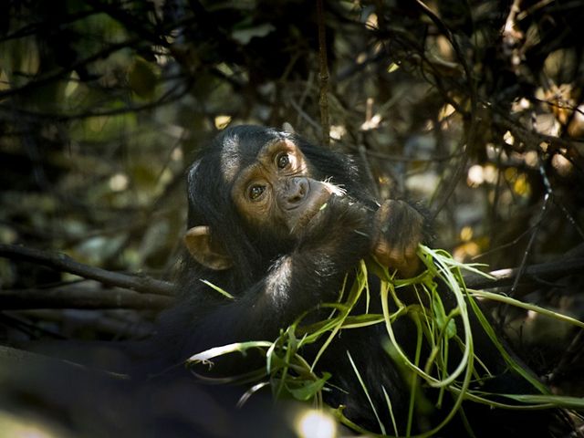 baby chimpanzee
