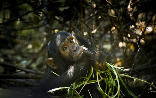 baby chimpanzee 