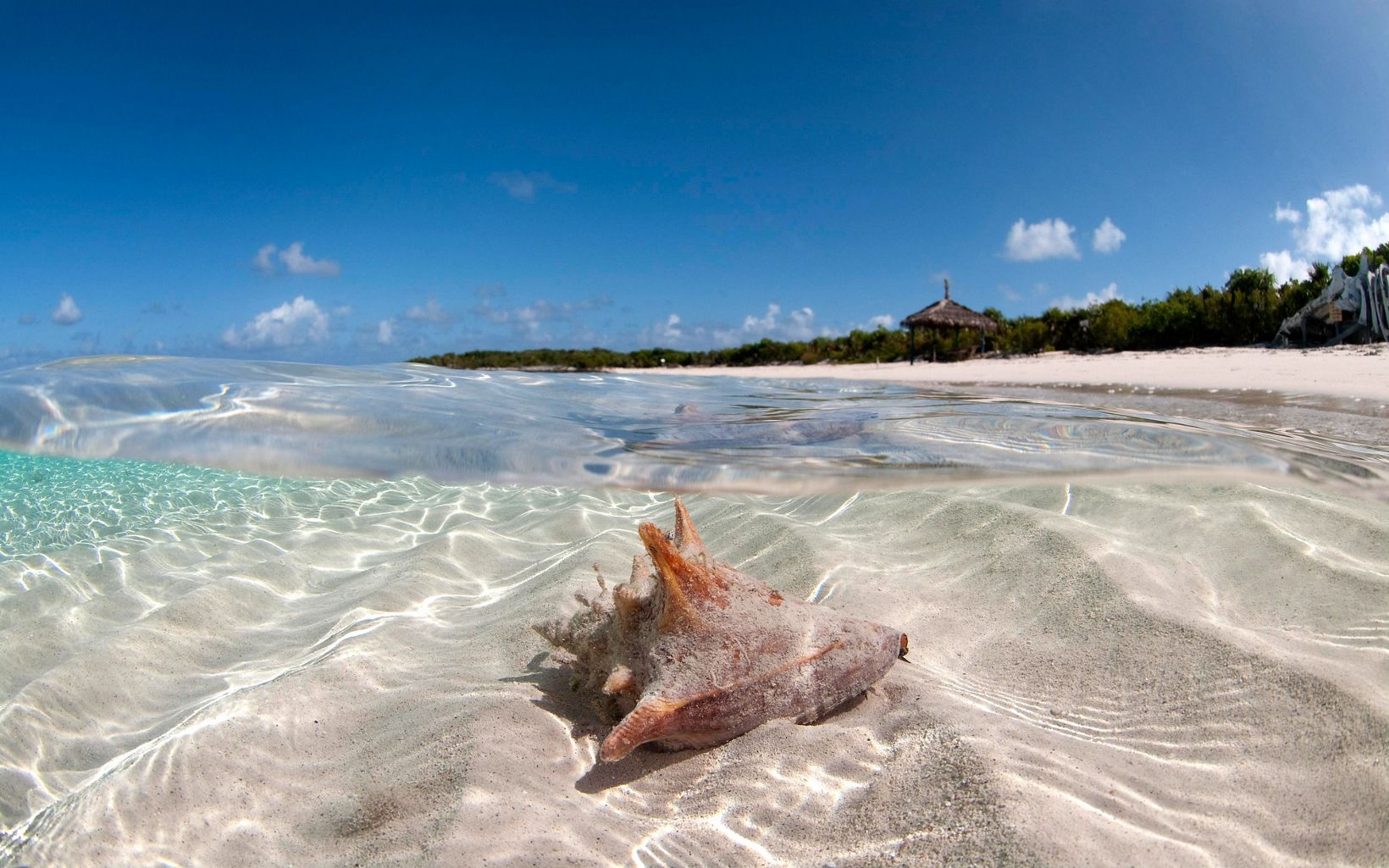A conch rests in shallow waters of the Exuma Cays.