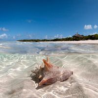 conch shell lies on sand in shallow water under blue skies