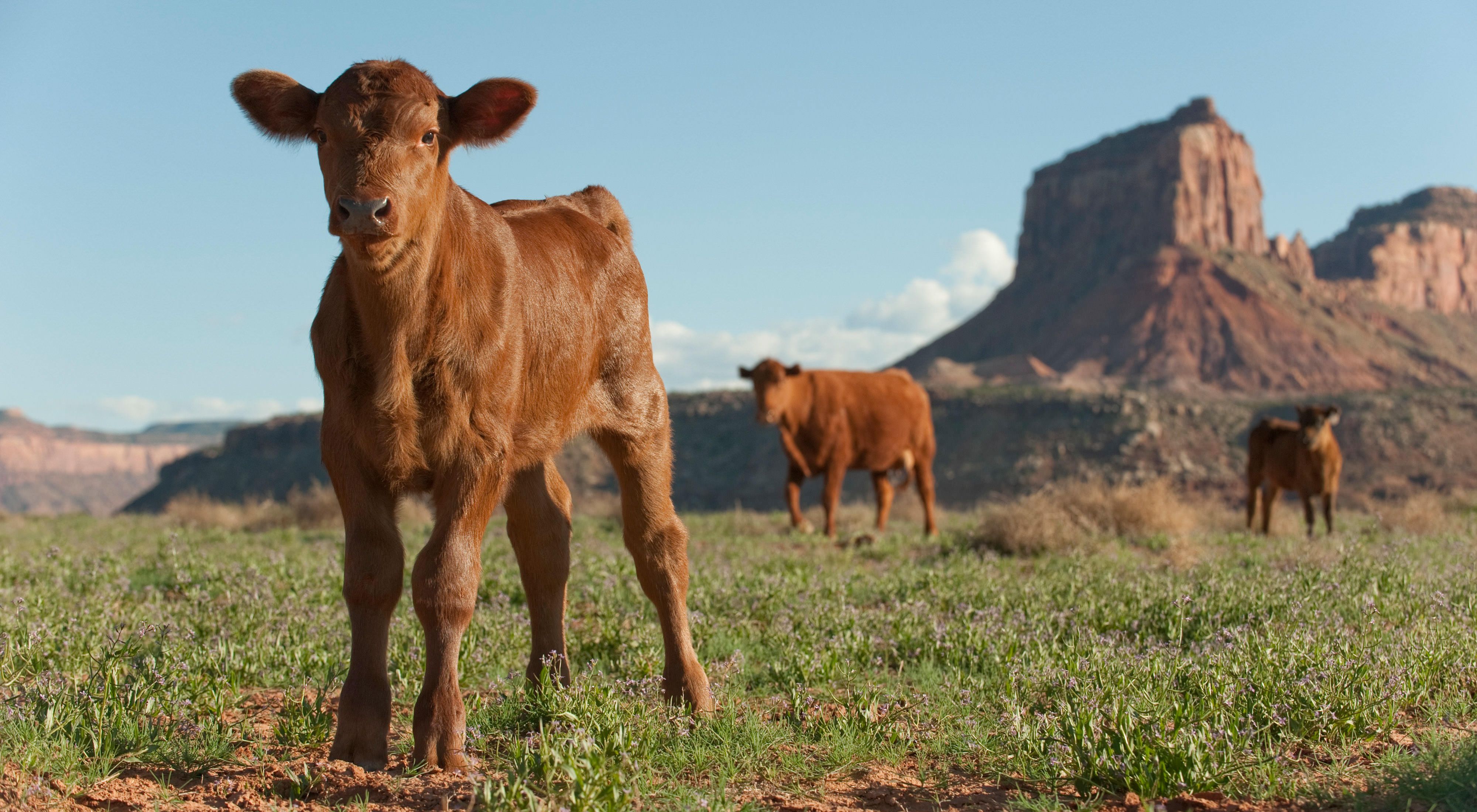 A calf and adult cattle standing in a pasture with a steep, rocky butte in the background.