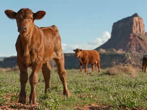 A young cow looks at the camera at Utah's Dugout Ranch.