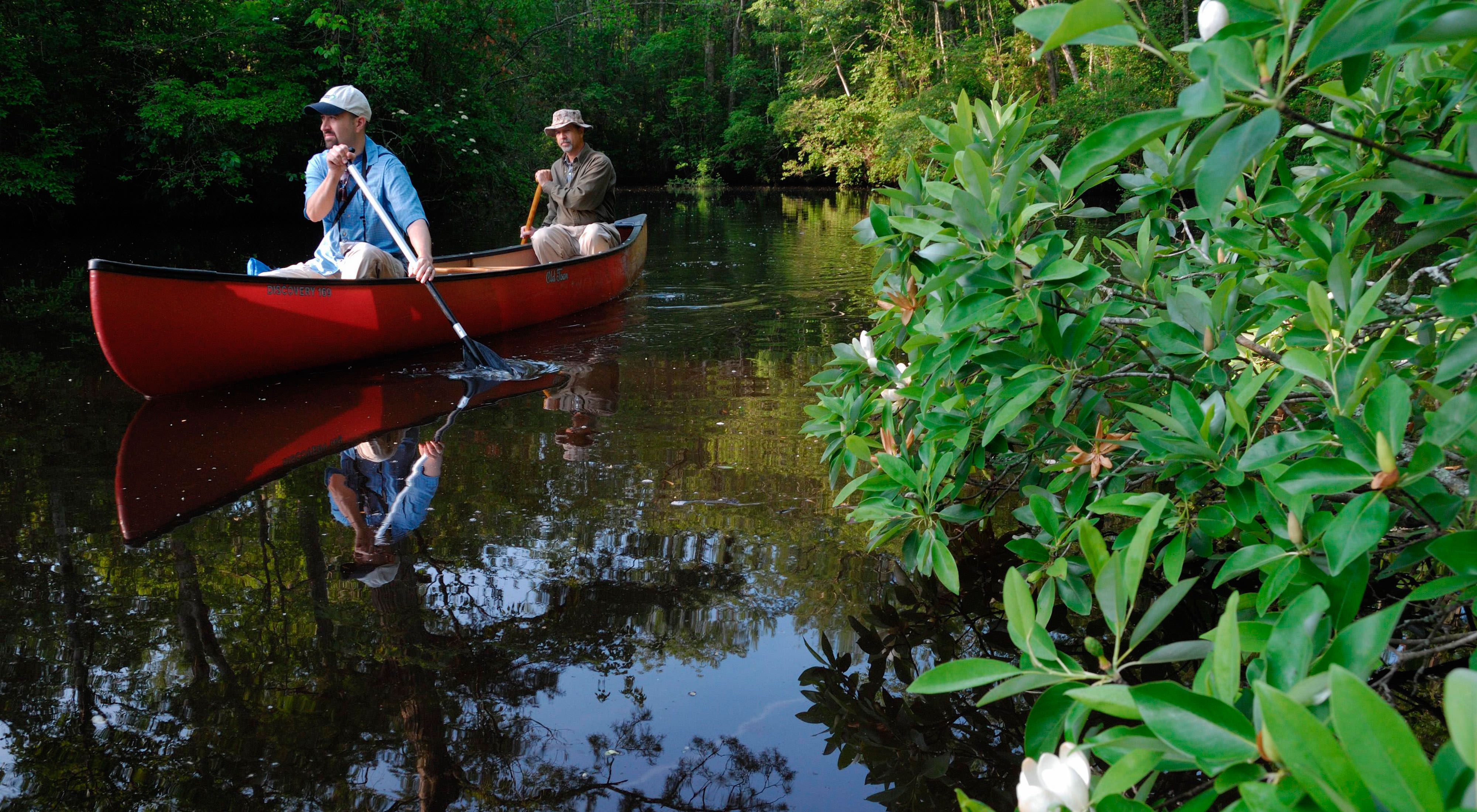 Two men paddle a red canoe through a heavily forested swamp. They and the surrounding trees are reflected in the still water.