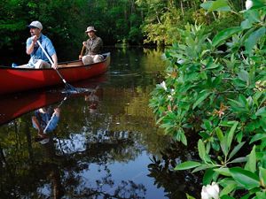 Two people paddle a canoe through a cypress swamp. The tannin-stained water is still and reflects the tree branches overhanging the creek.