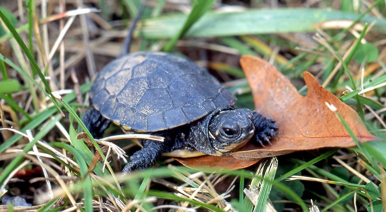 a small dark turtle on leaf surrounded by green grass.