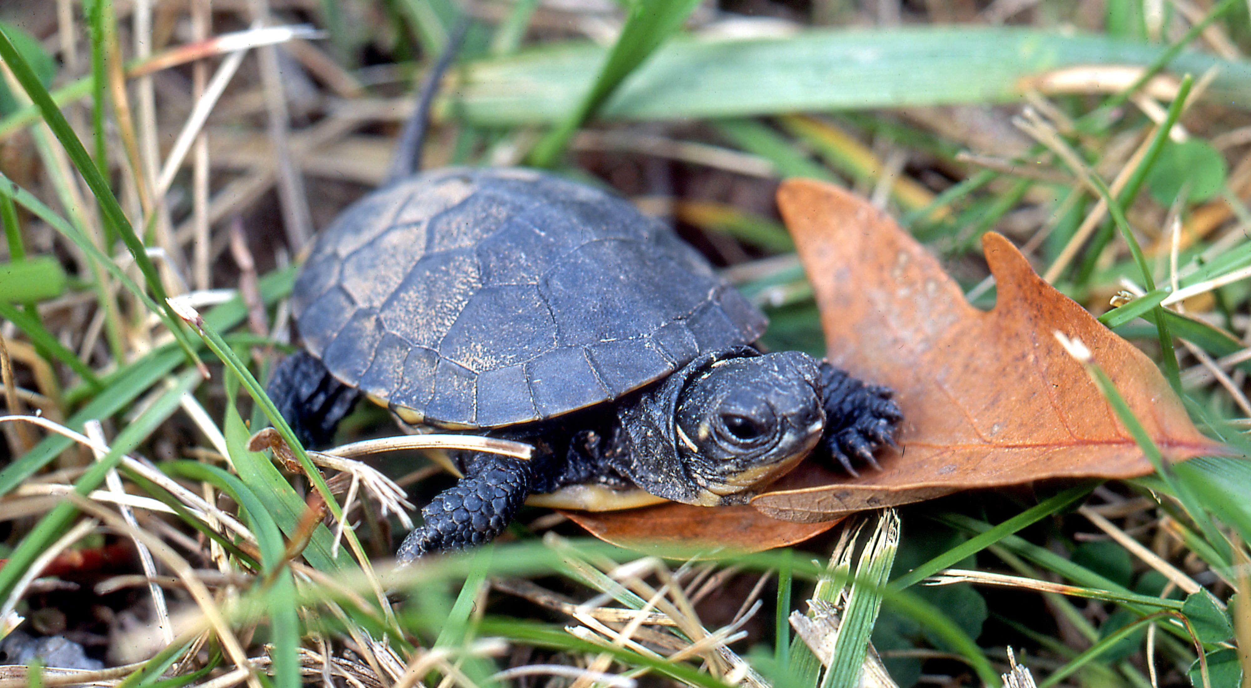 What is the lifespan of a Blanding's turtle? 2