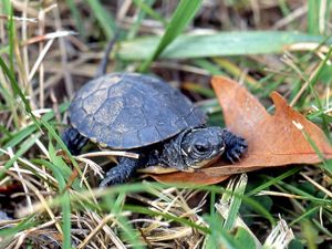 small dark turtle on a brown leaf surrounded by grass.
