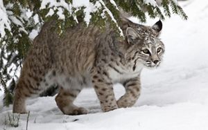 Bobcat under snow-covered pine trees.