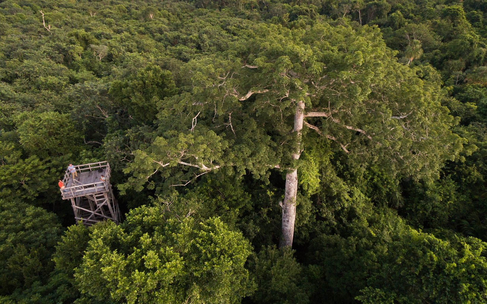 Protecting tropical forests is an urgent task. Although it may seem counterintuitive, better logging practices may become one of the most powerful tools we have to curb deforestation and climate change. © Erich Schlegel