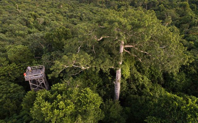 Aerial views of the tropical forest around the logging community of Noh Bec, Quintana Roo, Mexico. 