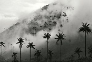 Valle del Cocora
