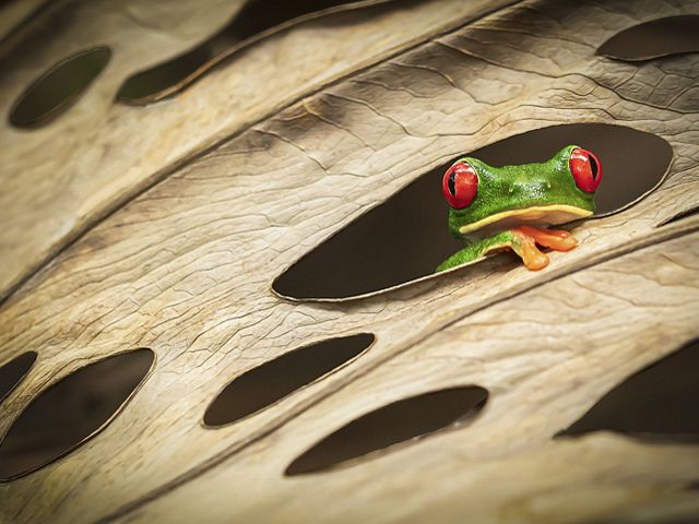 A red-eyed tree frog looks through the holes of a leaf in Costa Rica.