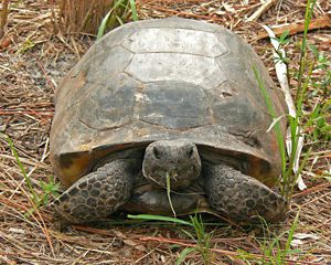 A large tortoise eats a blade of grass.