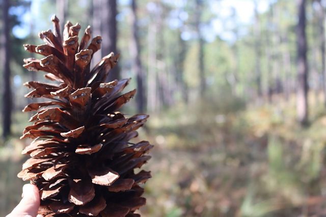 A person holds a large pine cone in their hand.