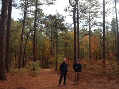 Weymouth Woods Sandhills Nature Preserve offers a network of scenic trails that wind through the historic longleaf pine forests of North Carolina.