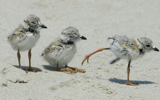 Three piping plover chicks in the sand.