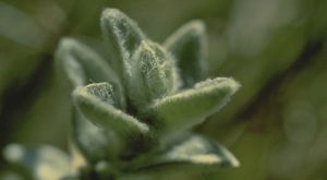 A close up of a green succulent like plant with white hairs.