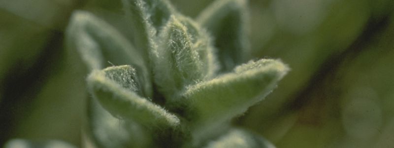 A close up of a green succulent like plant with white hairs.