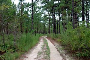 Sandy trail surrounded by shruby vegetation.
